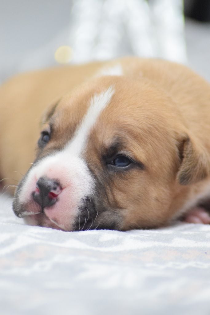 American Staffordshire Terrier - Of Passion Amstaff 