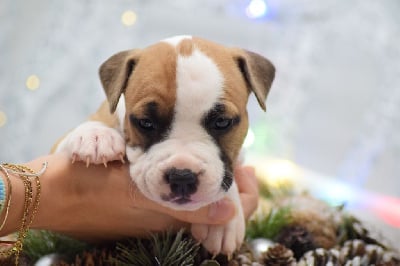 Les chiots de American Staffordshire Terrier