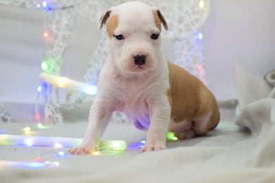 Les chiots de American Staffordshire Terrier