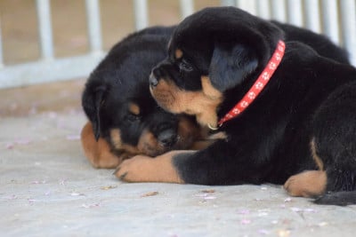 Les chiots de Rottweiler