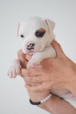 Les chiots de American Staffordshire Terrier