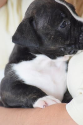 Les chiots de American Staffordshire Terrier