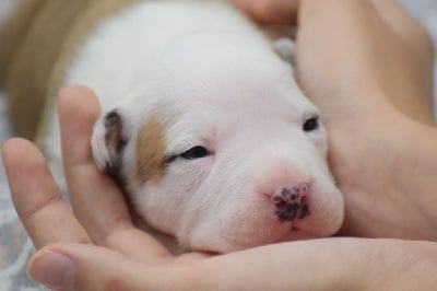 Les chiots de American Staffordshire Terrier
