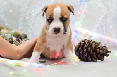 Les chiots de American Staffordshire Terrier