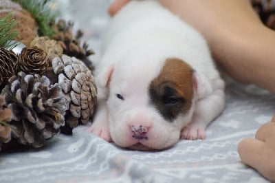 Les chiots de American Staffordshire Terrier