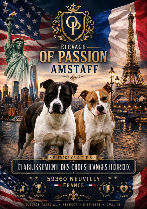 American Staffordshire Terrier - Of Passion Amstaff 