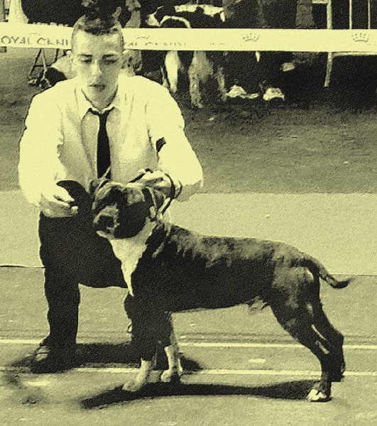 Gang star boycka Of Passion Amstaff - Exellent Open CLass Male Nc