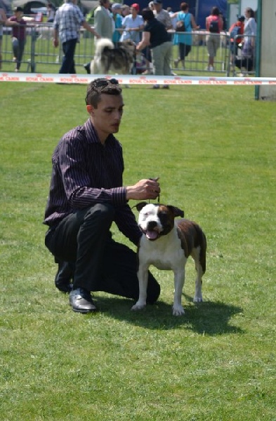 Elishka Of Passion Amstaff - 3 em Exellent