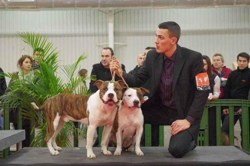 Elishka Of Passion Amstaff - 4 eM EXCELLENT ,RING D'HONNEUR SPÉCIAL COUPLE : HUGO ELISHKA 3 EM