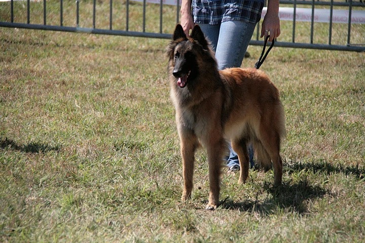 munchanga's Hapril - Classe jeune Excellent