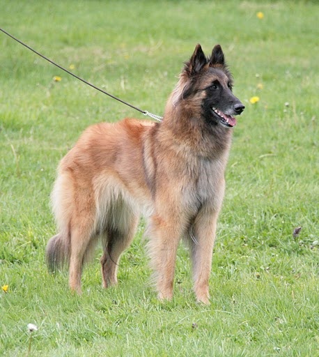 munchanga's Hapril - COF Très bon