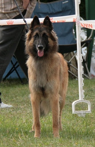 munchanga's Hapril - Classe jeune Excellent