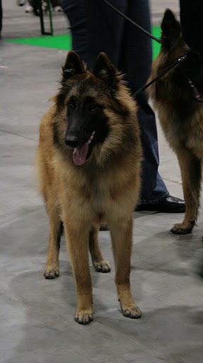 munchanga's Hapril - Prometteur