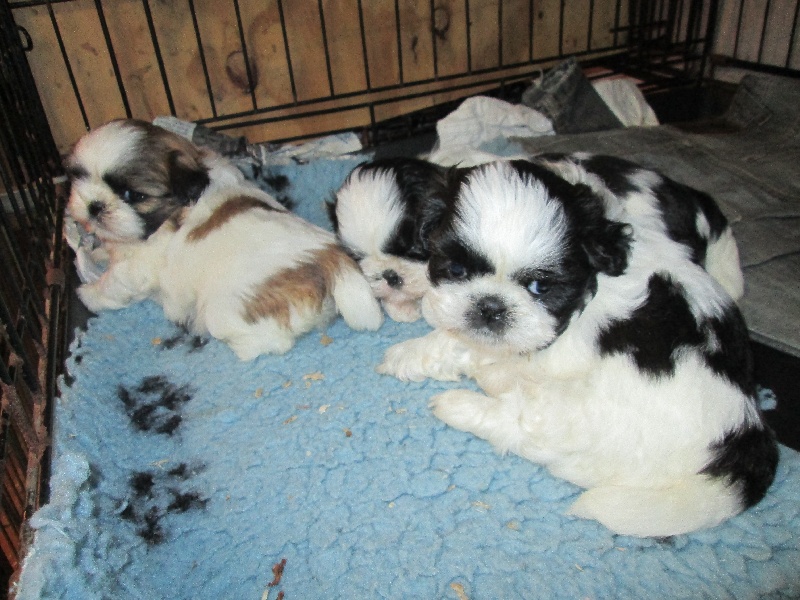 Publication : Des Petits Lutins Auteur : mingaud patricia