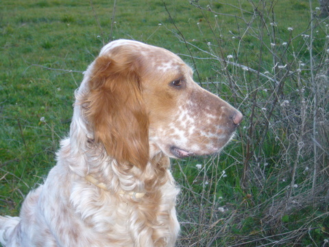 Publication : De Mayazi Auteur : sonia guitoun