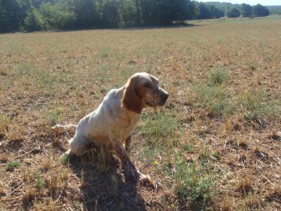 Publication : De Mayazi Auteur : sonia guitoun