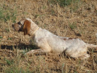 Publication : De Mayazi Auteur : sonia guitoun