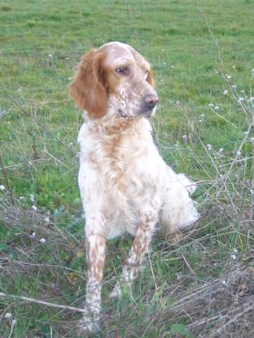 Publication : De Mayazi Auteur : sonia guitoun