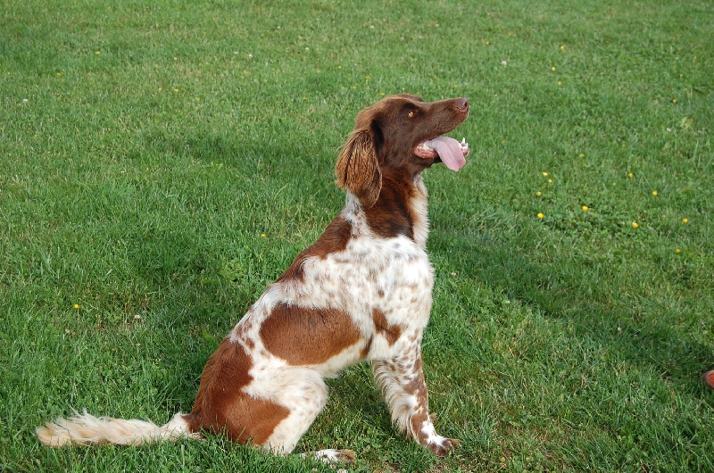 Publication : De L'echo Des Montaines Auteur : l'Echo des Montaines