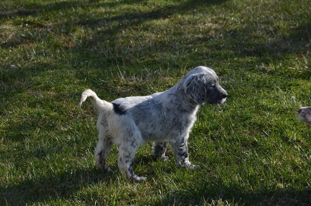 chiot Setter anglais De L'echo Des Montaines