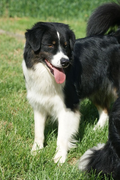 Publication : Des Narcisses Du Royaume D'egypte Auteur : Aurélie J.Soulas