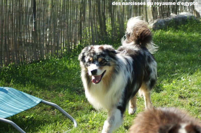 Publication : Des Narcisses Du Royaume D'egypte Auteur : Alicia Roques