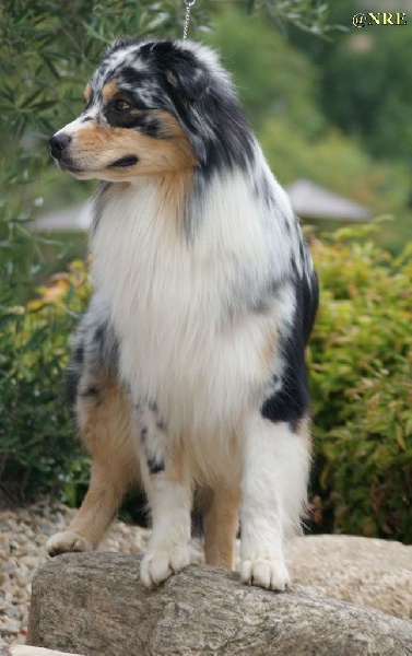 Publication : Des Narcisses Du Royaume D'egypte Auteur : Alicia Roques