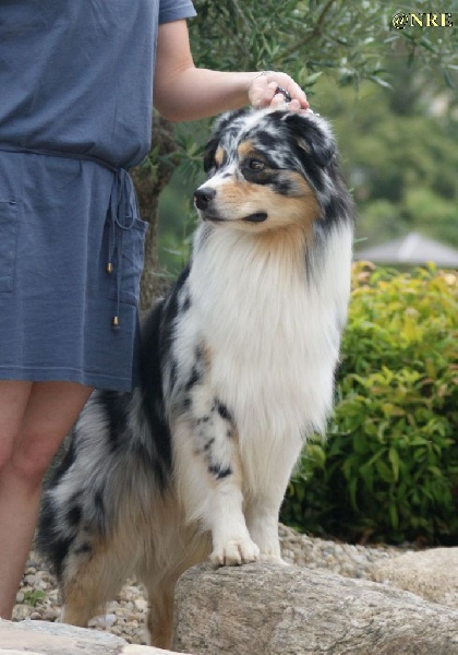 Publication : Des Narcisses Du Royaume D'egypte Auteur : Alicia Roques