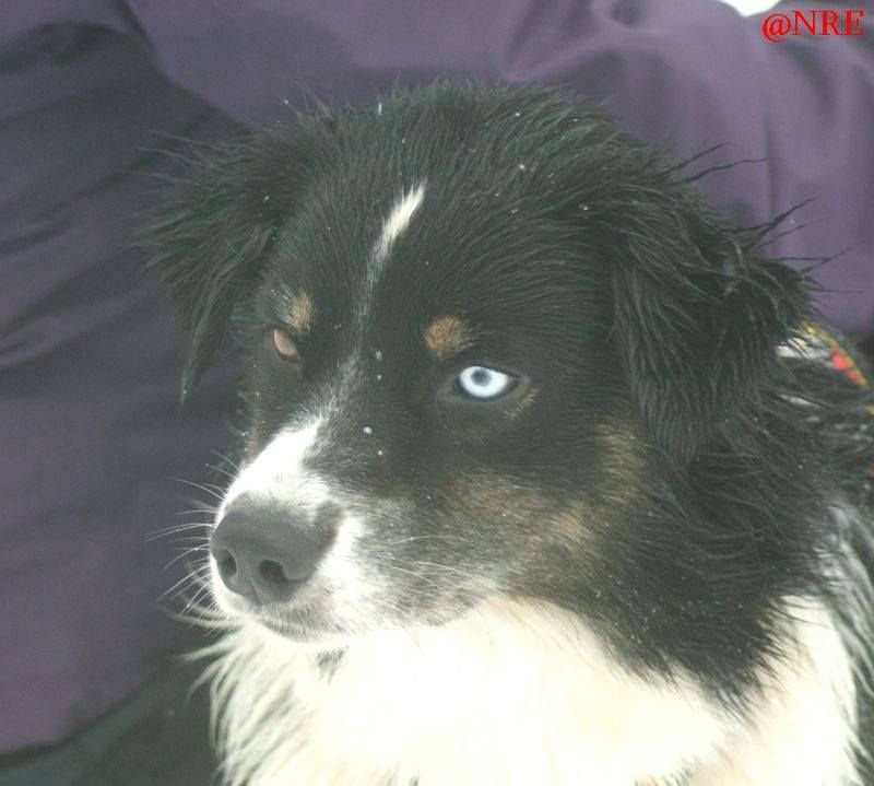 Publication : Des Narcisses Du Royaume D'egypte Auteur : Aurélie J.Soulas