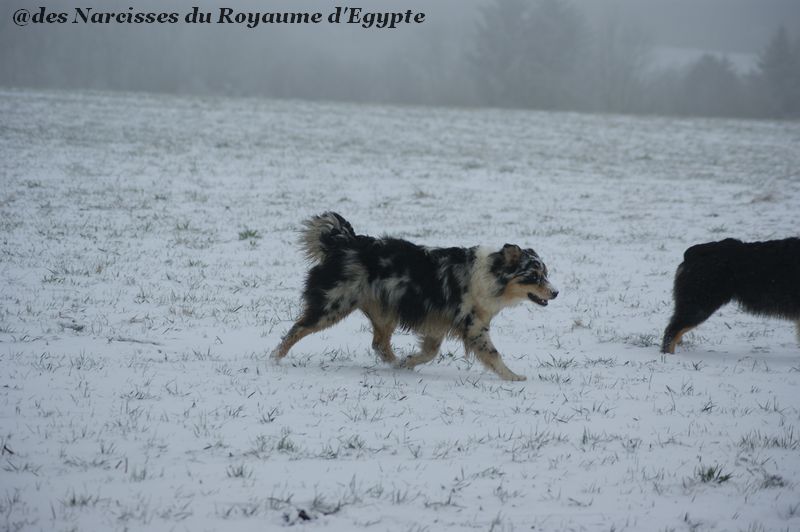 Publication : Des Narcisses Du Royaume D'egypte Auteur : Alicia Roques