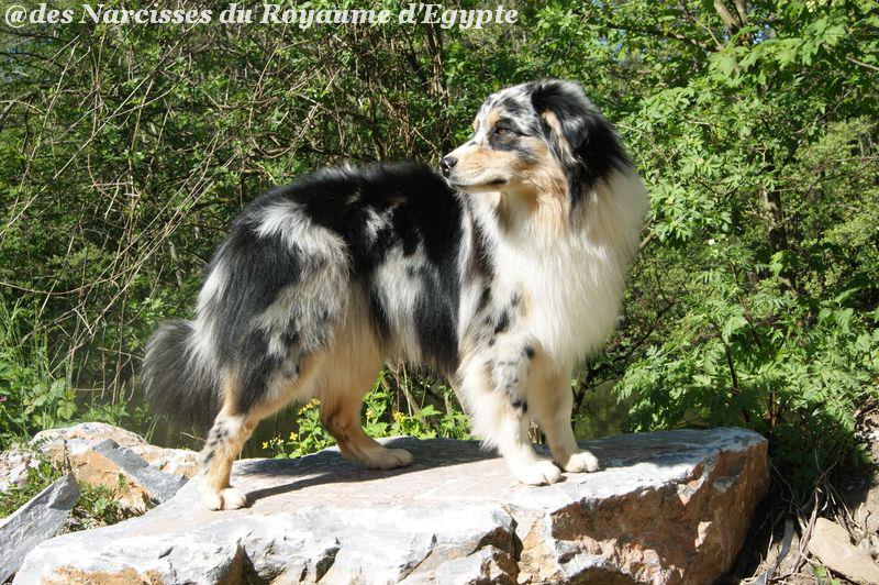 Publication : Des Narcisses Du Royaume D'egypte Auteur : Alicia Roques