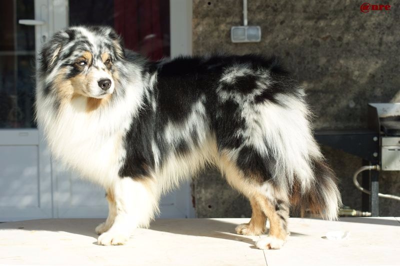 Publication : Des Narcisses Du Royaume D'egypte Auteur : Alicia Roques