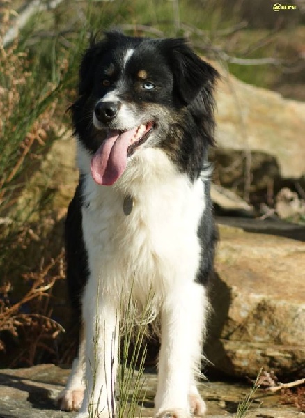 Publication : Des Narcisses Du Royaume D'egypte Auteur : Aurélie J.Soulas