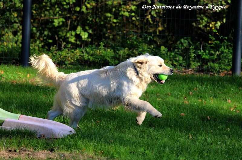 Very best friend Oppus Grande Golden