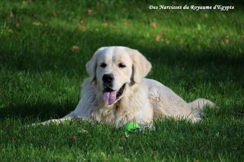 Very best friend Oppus Grande Golden