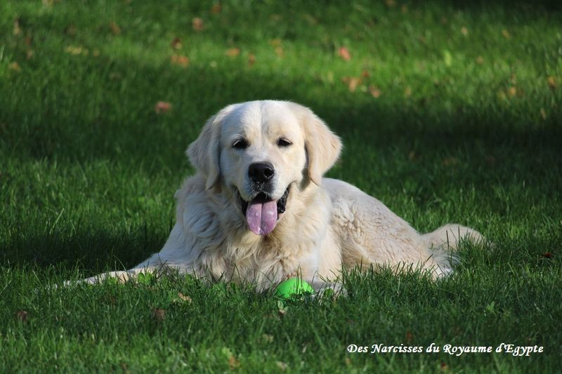 Very best friend Oppus Grande Golden