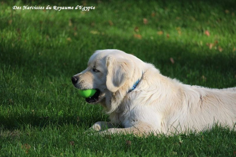 Very best friend Oppus Grande Golden