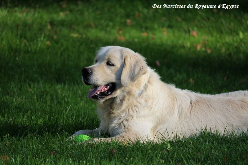 Very best friend Oppus Grande Golden