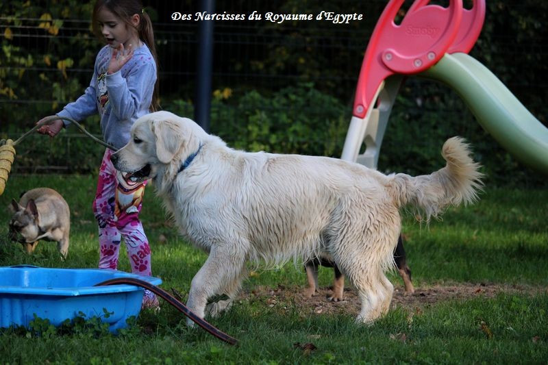 Very best friend Oppus Grande Golden