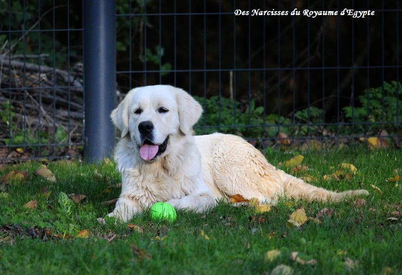 Very best friend Oppus Grande Golden