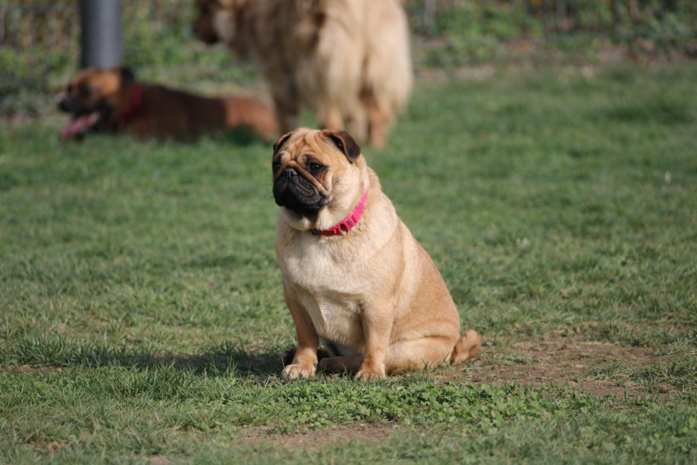 Uxie du Parc Des Carlinoux