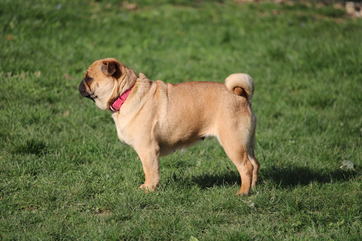 Uxie du Parc Des Carlinoux