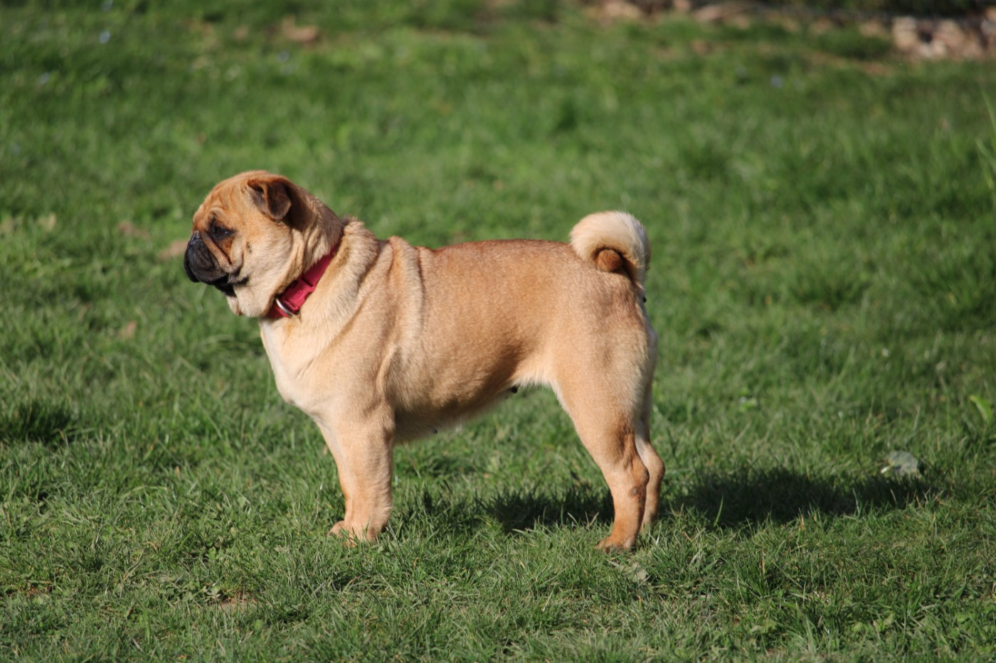 Uxie du Parc Des Carlinoux