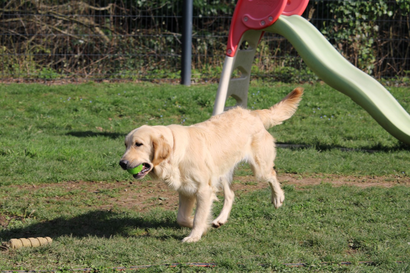 Publication : Des Narcisses Du Royaume D'egypte