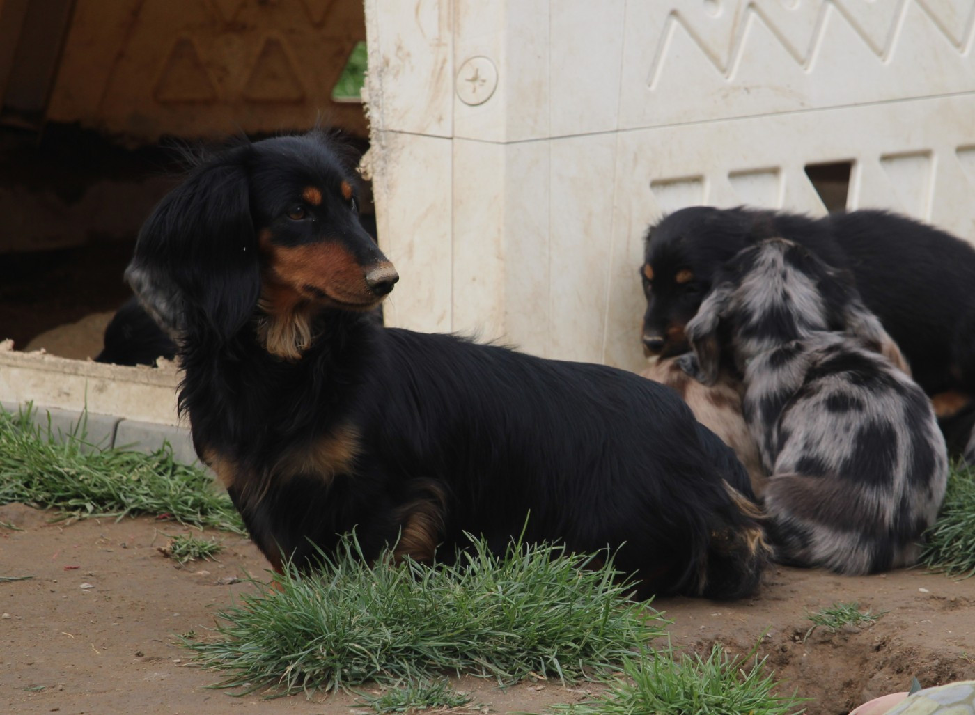 Tchikita Of Moonlight Blue