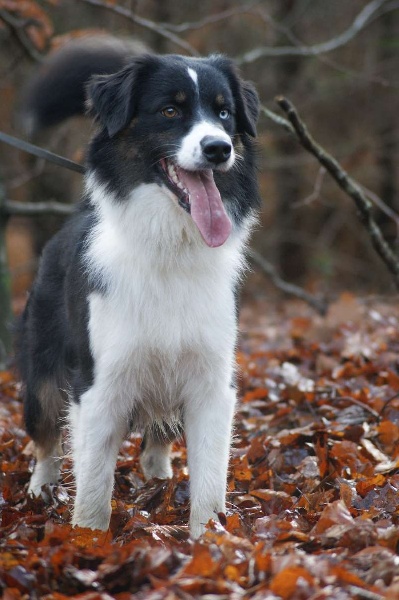 Publication : Des Narcisses Du Royaume D'egypte Auteur : Aurélie J.Soulas