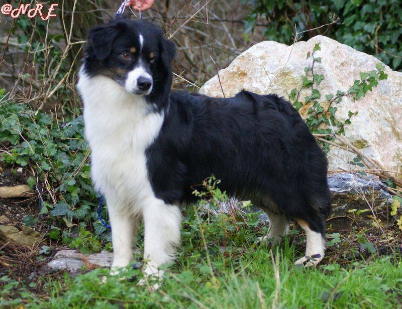 Publication : Des Narcisses Du Royaume D'egypte Auteur : Aurélie J.Soulas