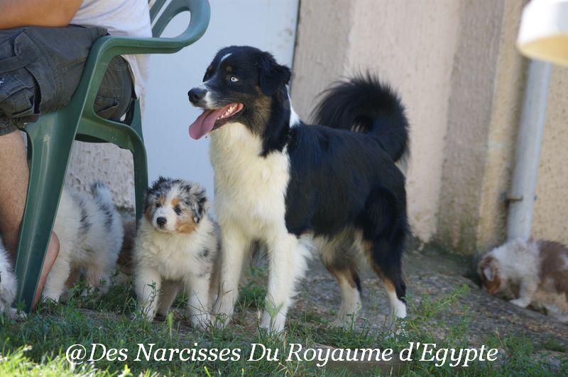 Publication : Des Narcisses Du Royaume D'egypte Auteur : Aurélie J.Soulas