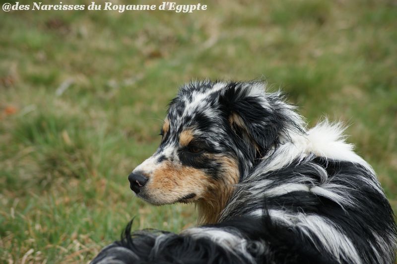 Publication : Des Narcisses Du Royaume D'egypte Auteur : Alicia Roques