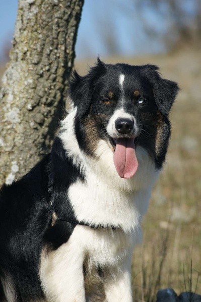 Publication : Des Narcisses Du Royaume D'egypte Auteur : Aurélie J.Soulas